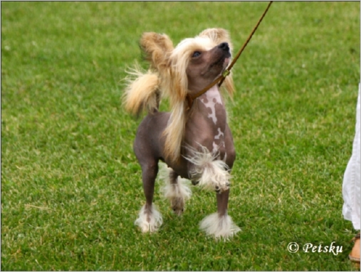 Windy_Willows African_Queen